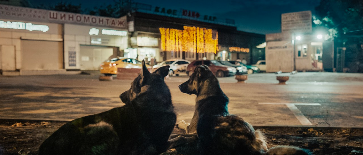 perros acostados en la calle 
