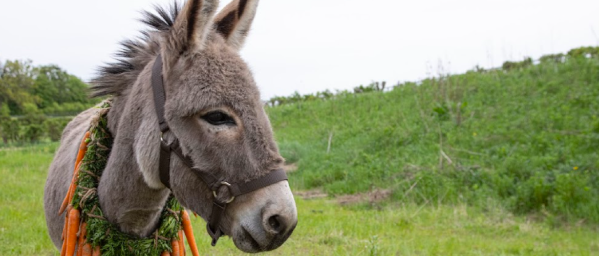Burro con un collar de zanahorias 