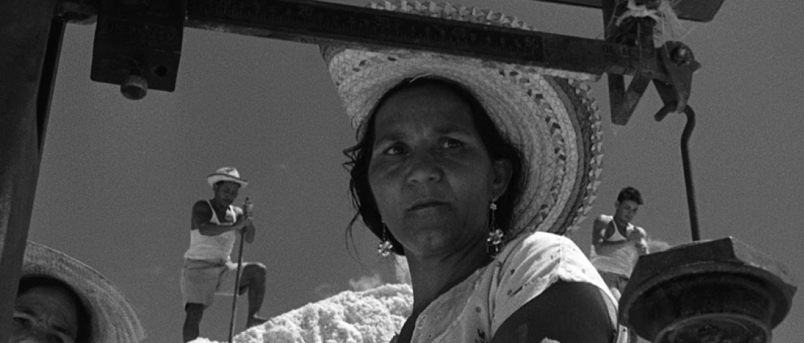 Película Araya Película Araya