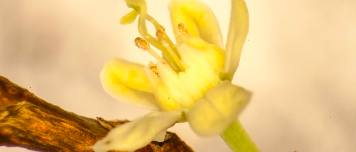 Khoka Project_Proyecto