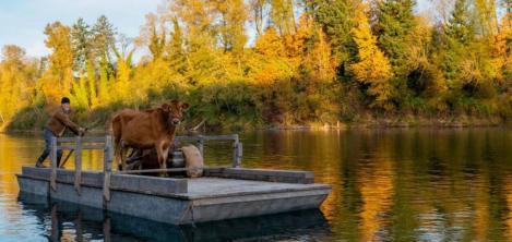 hombre en una balsa con una vaca 