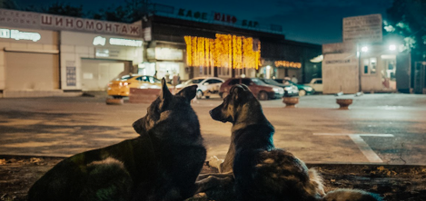 perros acostados en la calle 