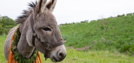 Burro con un collar de zanahorias 
