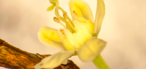 Khoka Project_Proyecto