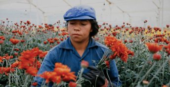 Amor, mujeres y flores