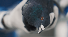 CU